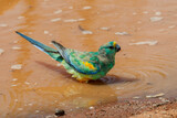 Fototapeta Tęcza - Mulga parrot, male standing in dirty muddy water, full side-on body-shot, with his head to the right, eyes on the camera.
Outback Australia.