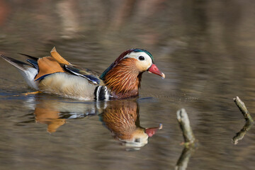 Canvas Print - Male mandarin duck (Aix galericulata) 