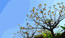 Yellow Silk Cotton Tree In Clear Sky Background (Vector Illustration)