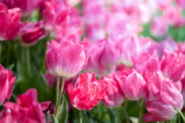 Wall Mural - Beautiful bouquet of tulips. colorful tulips. nature background