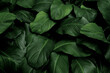 Leinwandbild Motiv Tropical green leaves on dark background, nature summer forest plant concept