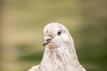 Poster - Portrait of an adorable spotted pigeon on the blurred background in the park