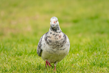 Sticker - Portrait of an adorable spotted pigeon in the green field