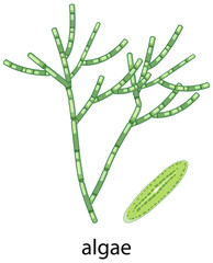 Wall Mural - algae cartoon style on white background