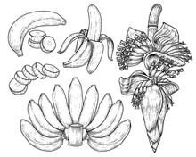 Set Of Banana Fruit And Banana Blossom Hand Drawn Sketch
