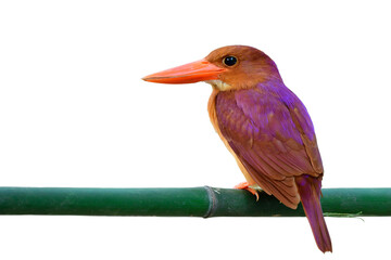 Wall Mural - Ruddy Kingfisher (halcyon coromanda) fascinated large red bills calmly perching on fresh bamboo branch with clear feathers