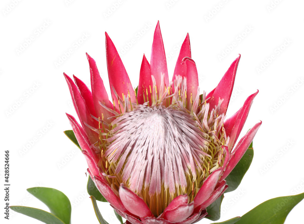 Beautiful protea flower on white background, closeup
