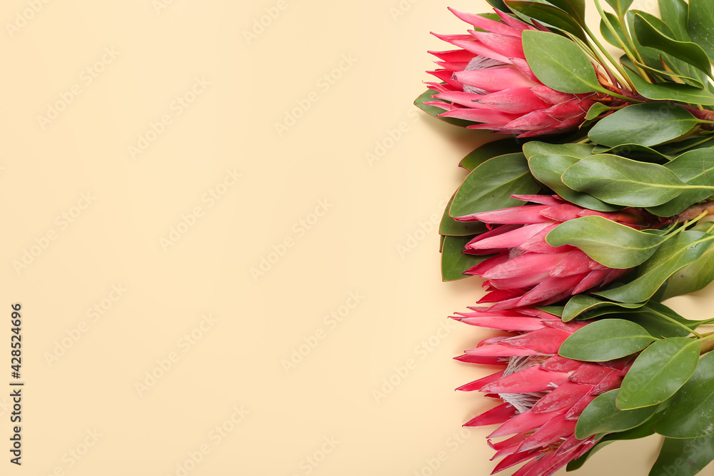 Beautiful protea flowers on color background, closeup