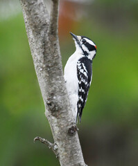 Wall Mural - downy woodpecker searching pest on the tree trunk