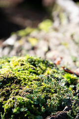 Closeup of a tree covered in moss
