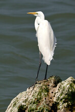 Closeup Shot Of A Great Egret (Ardea Alba) Standing On The Rock In The Water Background