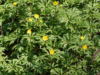 Poster - Tapis dense de fleurs d'anémone fausse-renoncule ou sylvie ou anemone ranunculoides à tépales jaune d'or dans un feuillage découpé et trilobé verts