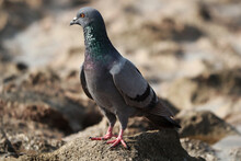 Closeup Of A Rock Pigeon Standing On The Ground
