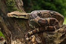 The Boa Constrictor (Boa Constrictor), Also Called The Red-tailed Boa Or The Common Boa, On The Old Branche.