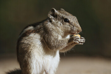 Sticker - Closeup of a squirrel eating biscuit on a concrete surface