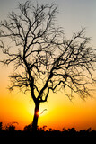 Fototapeta Sawanna - Sunset over the wilds of Africa