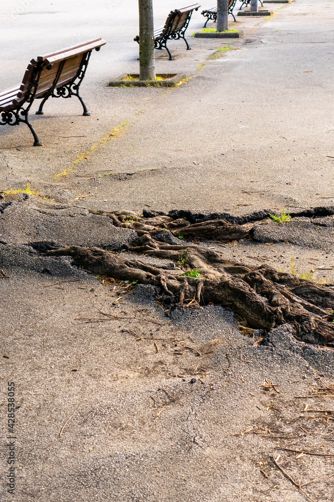 Powerful roots of the tree sprouted and broke the asphalt of the road ...