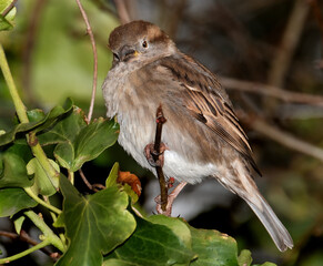 The house sparrow is a bird of the sparrow family Passeridae, found in most parts of the world. It is a small bird that has a typical length of 16 cm and a mass of 24–39.5 g. 