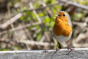 Wall Mural - robin on a branch