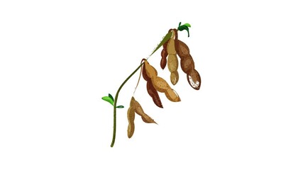 Sticker - Dry soybean icon animation