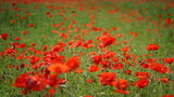 Fototapeta  - Poppies colored red in a large area