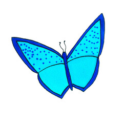 blue beautiful exotic butterfly with colorful wings