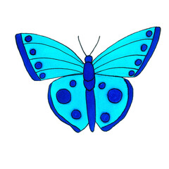 blue beautiful exotic butterfly with colorful wings
