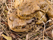 Close - up amplexus common toad. Male on the female Europeian toad on the ground. 
