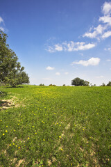 Poster - Midday on blossoming hills of Mediterranean sea - grass, flowers and trees