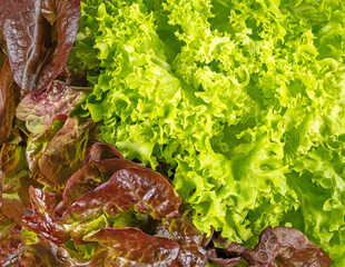 Different types of fresh lettuce as a background