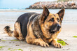 Closeup of an adorable German shepherd lying on the beach surrounded by the sea under the sunlight