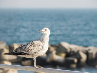 Close up with a seagull. Portrait of a seagull bird with blue sea water in the background