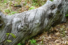 Fallen Tree With Twisted Bark