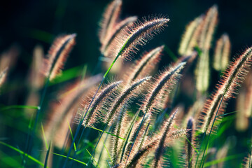 Wall Mural - pink reeds grass flower