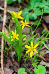 Canvas Print - Yellow star-of-Bethlehem flowers (Gagea lutea) on a green meadow