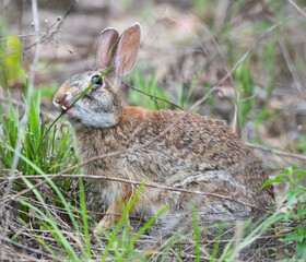 Wall Mural - Wild Florida cottontail rabbit (Sylvilagus floridanus) with cleft palate and very bad teeth, eating grasses, teeth poking through cleft; cute, funny and adorable, animated expression 