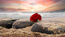 Lonely Red Rose Flower At Beach Of Ocean Against Dramatic Sky. Burial At Sea Concept. Symbol Of Funeral Flower And Covid-19 Mourn During Pandemic. Condolence Card Concept. Copy Space For Text