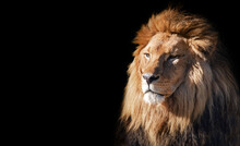 Lion Face Portrait On Black Background