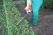 © smuki - A man trimming hedge in city park