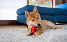 Japanese Breed Shiba Inu Cute Puppy Dog Playing With Red Toy Lying On A Floor In Door At Home.