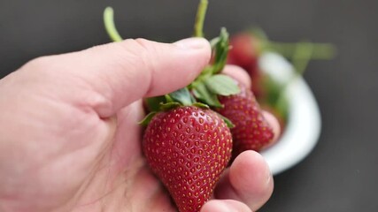 Wall Mural - the man has a misshapen strawberries, shapeless strawberries with hormones,