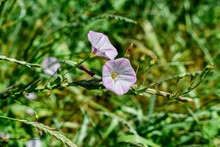 Blooming Bindweed Bine With Buds On Green Blurred Grass Background. Weed With Beautiful White-pink Flowers On A Sunny Summer Day, Closeup