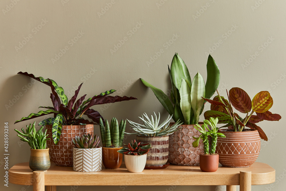 Stylish composition of home garden interior filled a lot of beautiful plants, cacti, succulents, air plant in different design pots. Home gardening concept Home jungle. Copy spcae. Template - obrazy, fototapety, plakaty 