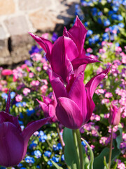 Wall Mural - Vue en détail d'une Tulipe à fleur de lys -Tulipa Burgundy - à pétales effilés et pointus de couleur violet à rose foncé