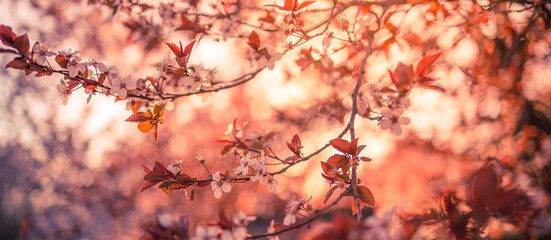 Beautiful spring border, bright blooming cherry tree on a blue soft sky. Flowering cherry flowers closeup with blurred romantic scene. Natural sunlight, floral ornamental forest nature. Spring garden