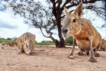 close-up of two patagonian cavy mara sitting on the sand, sniffing the surroundings, with a tree in 
