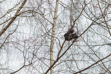 Old Shoes Hang High On The Branches Of A Tree In The Spring