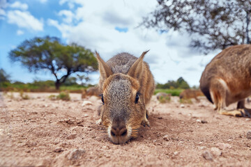 close-up of a patagonian cavy mara gazing at the camera, with trees in the background in a nature re