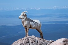 Bighorn Ewe Poses On A Rock With Snowy Peaks In The Background