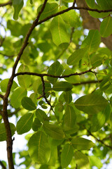 Sticker - walnut tree, green leaves against the sky. Floral green background.